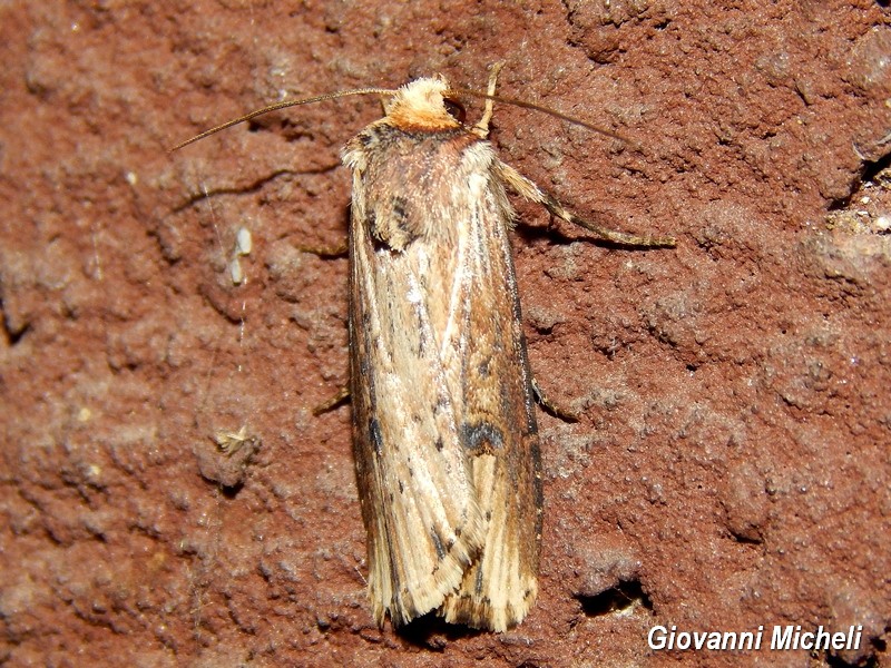 Alcune falene da confermare/identificare